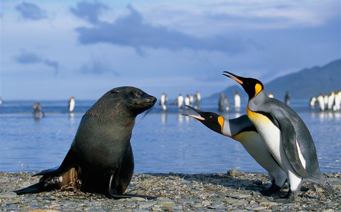 Windows 8: Fondos de pantalla, paisajes antárticos nieve, pingüinos antárticos #14