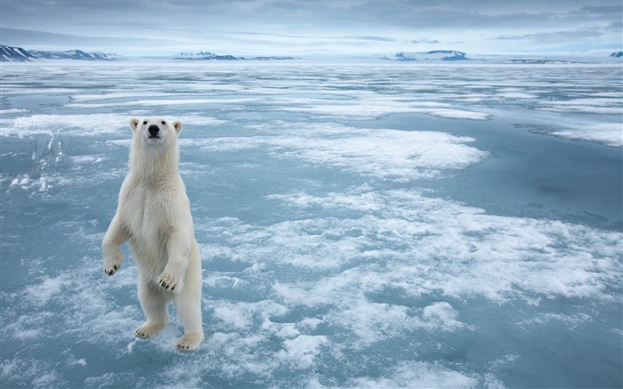 Windows 8 обоев: Арктика, природа экологического ландшафта, арктических животных #6
