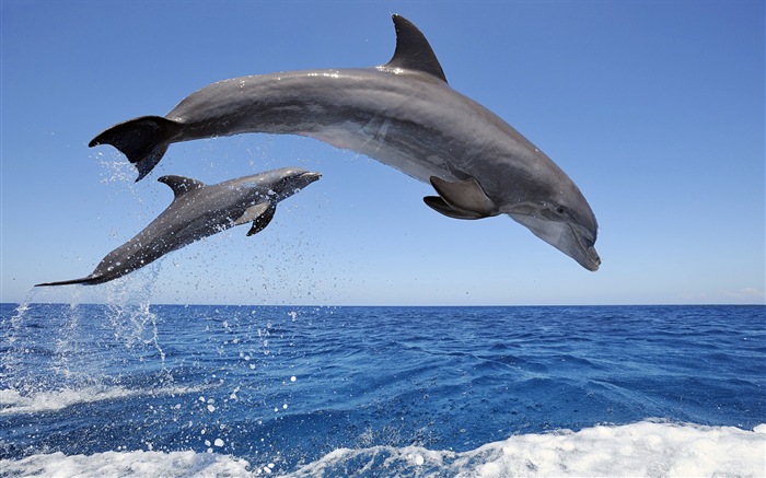 Windows 8 тема обоев: элегантная дельфинов #1