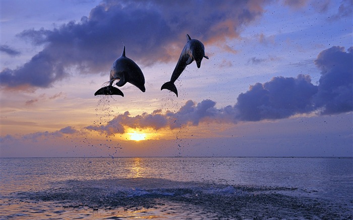 Windows 8 theme wallpaper: elegant dolphins #4
