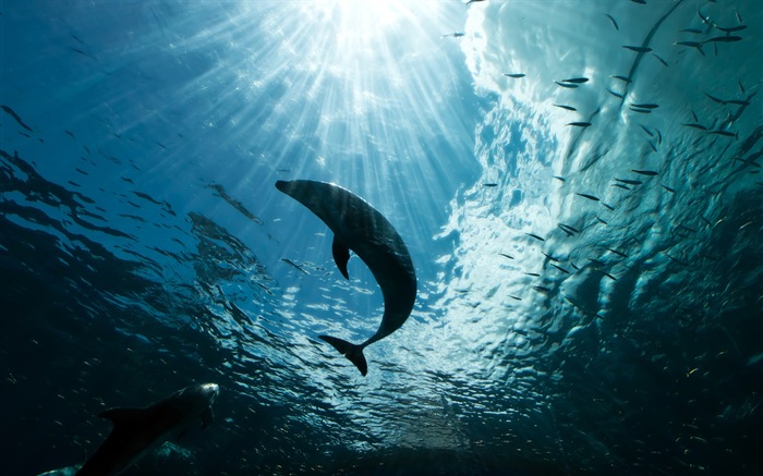 Windows 8 theme wallpaper: elegant dolphins #5