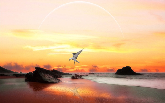 Oiseaux de mer leucophée écran HD #8