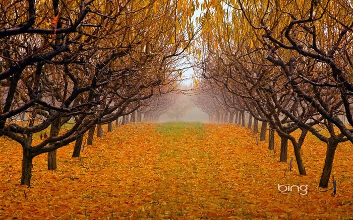 2013 Bing autumn landscapes, animals, urban HD wallpapers #28