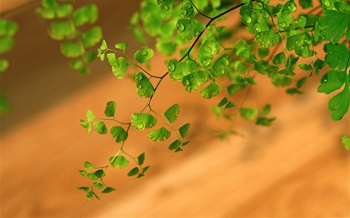 Adiantum grünen Pflanzen HD Wallpaper #11