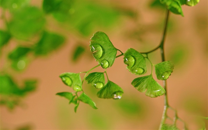 Adiantum зеленые растения HD обои #15