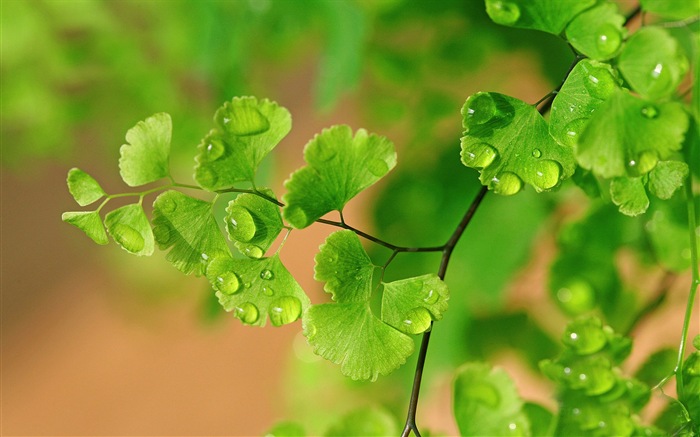 Adiantum grünen Pflanzen HD Wallpaper #16