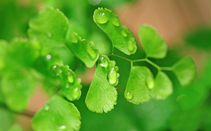 Adiantum зеленые растения HD обои #19