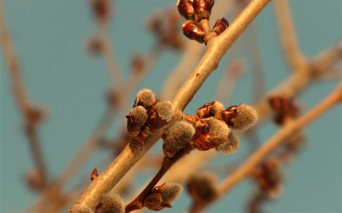 Spring buds on the trees HD wallpapers #4