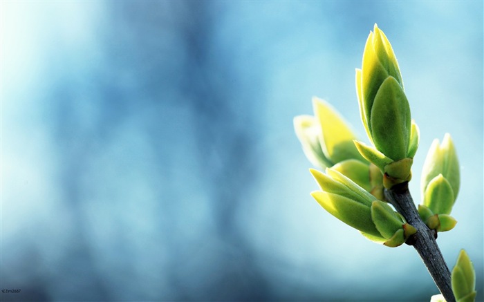Spring buds on the trees HD wallpapers #10