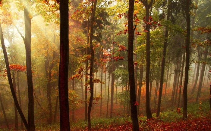 Осенние красные листья лесных деревьев HD обои #5