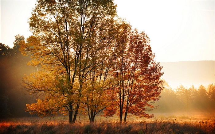 Осенние красные листья лесных деревьев HD обои #7
