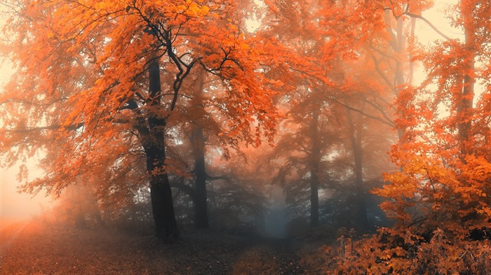 Осенние красные листья лесных деревьев HD обои #12