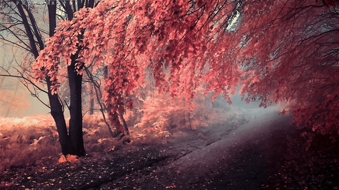 가을 붉은 숲 나무의 HD 벽지를 나뭇잎 #13