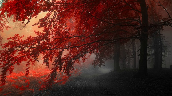 Осенние красные листья лесных деревьев HD обои #14
