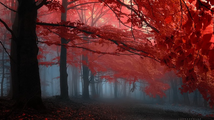 Automne feuilles rouges des arbres d'écran HD forêt #15
