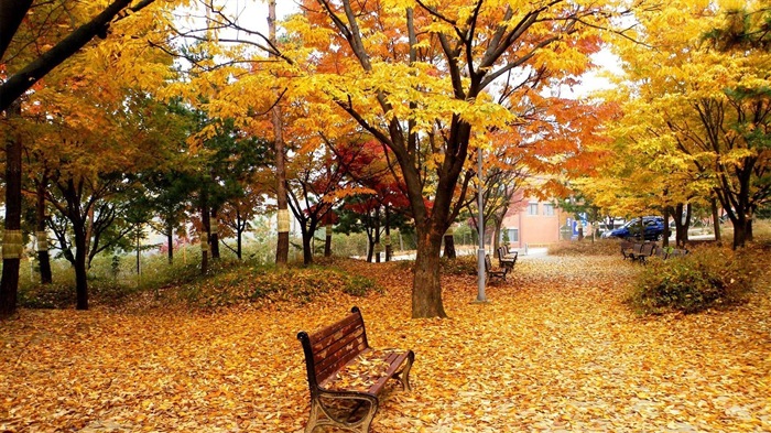 ОС Windows 8.1 HD обои темы: красивые осенние листья #3