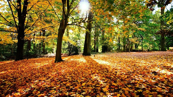 8.1 de Windows Theme HD wallpapers: hermosas hojas de otoño #5