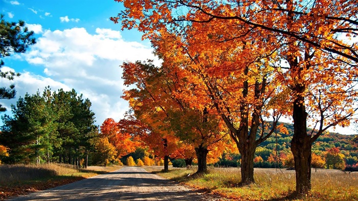 ОС Windows 8.1 HD обои темы: красивые осенние листья #10