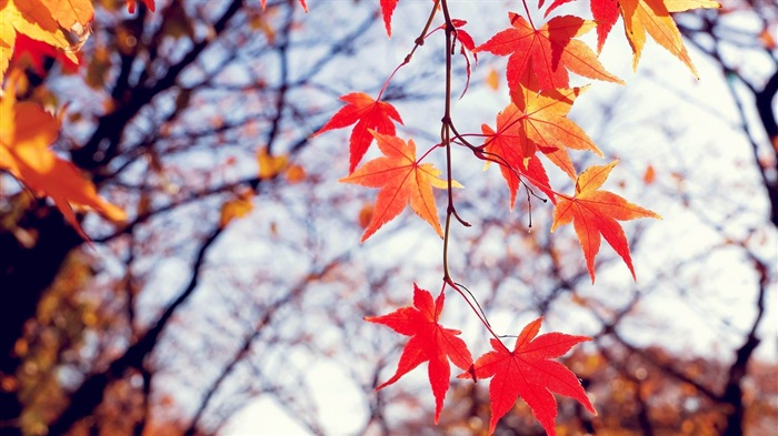 8.1 de Windows Theme HD wallpapers: hermosas hojas de otoño #18