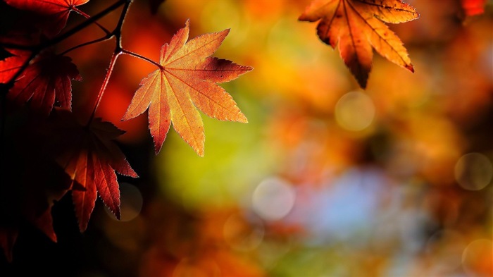 ОС Windows 8.1 HD обои темы: красивые осенние листья #19