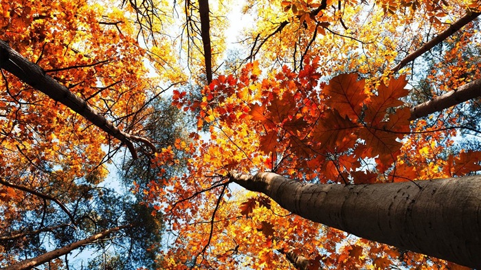 8.1 de Windows Theme HD wallpapers: hermosas hojas de otoño #20