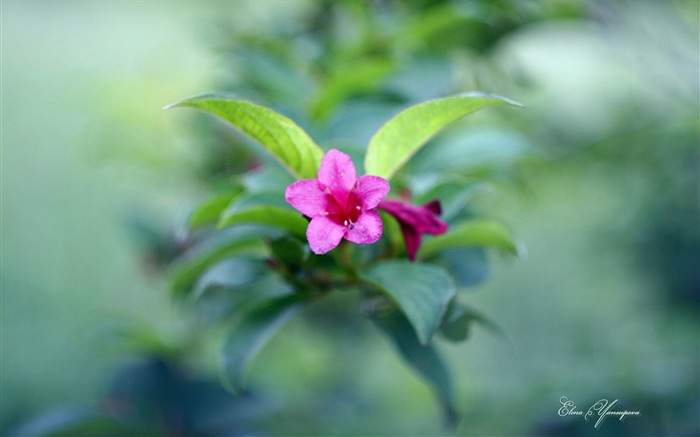 Windows 8 Тема HD Обои: Красивые цветы #12