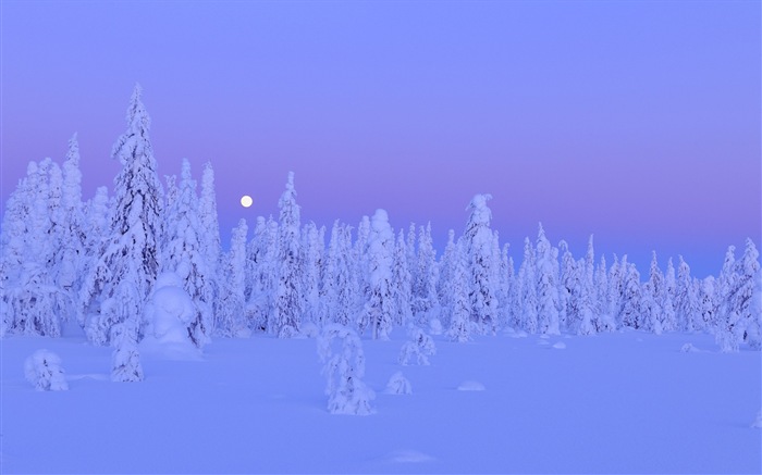 Windows 8 Тема Обои: Зимний снег ночь #12