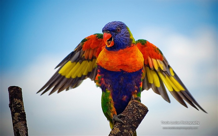 Красочные птицы, Windows 8 темы обои #1