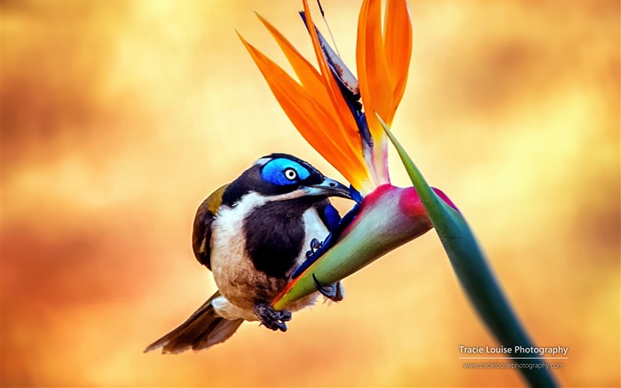 Colorful birds, Windows 8 theme wallpaper #2