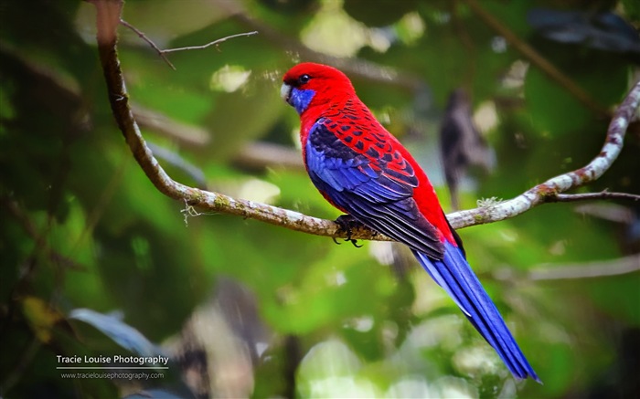 Красочные птицы, Windows 8 темы обои #8