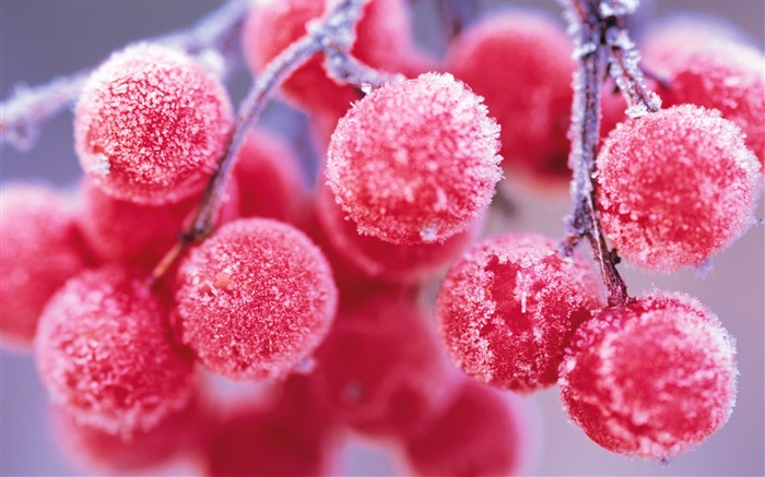 Зимние ягоды, HD обои мороз снег #1