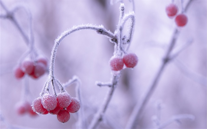 Зимние ягоды, HD обои мороз снег #4
