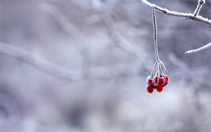 겨울 딸기, 서리 눈의 HD 배경 화면 #10