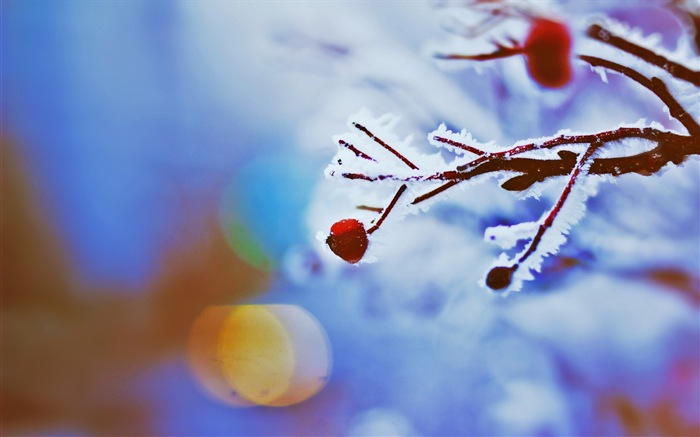 Зимние ягоды, HD обои мороз снег #11