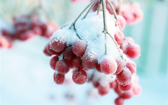 Зимние ягоды, HD обои мороз снег #13