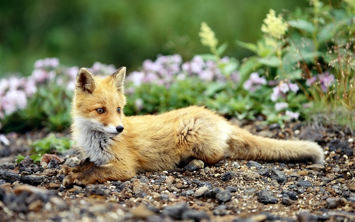 動物特寫，可愛的狐狸 高清壁紙 #7