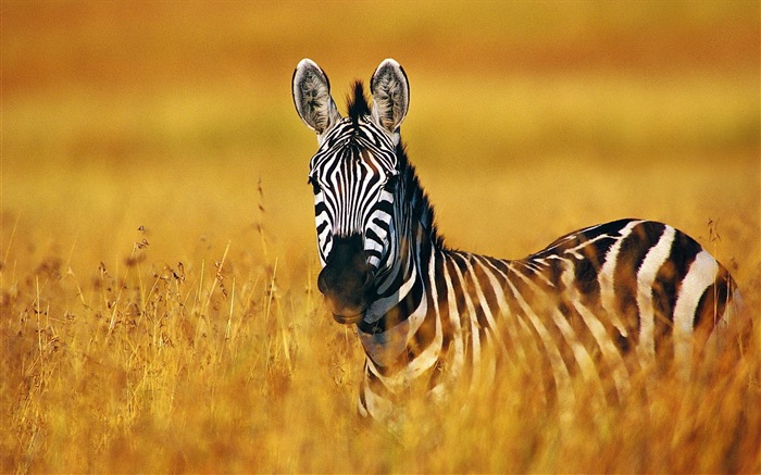 Black and white striped animal, zebra HD wallpapers #4