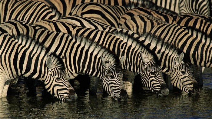 Animales de rayas blanco y negro, fondos de pantalla de alta definición de cebra #11