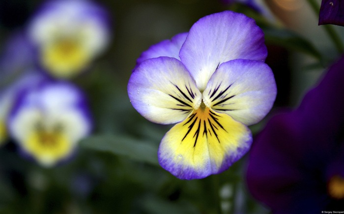 Coloridas flores en primer plano, de Windows 8 fondos de pantalla de alta definición #2