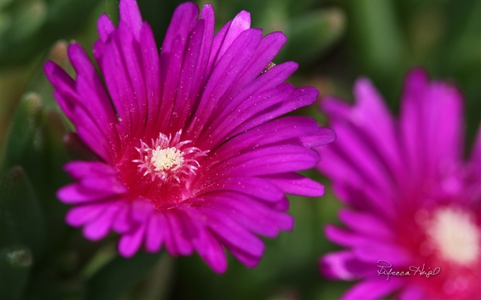 봄 꽃의 꽃, 윈도우 8 테마 배경 화면 #14