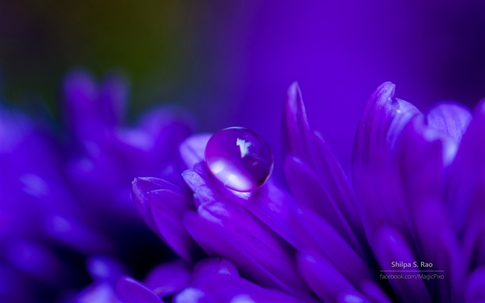 Flowers with dew close-up, Windows 8 HD wallpaper #2