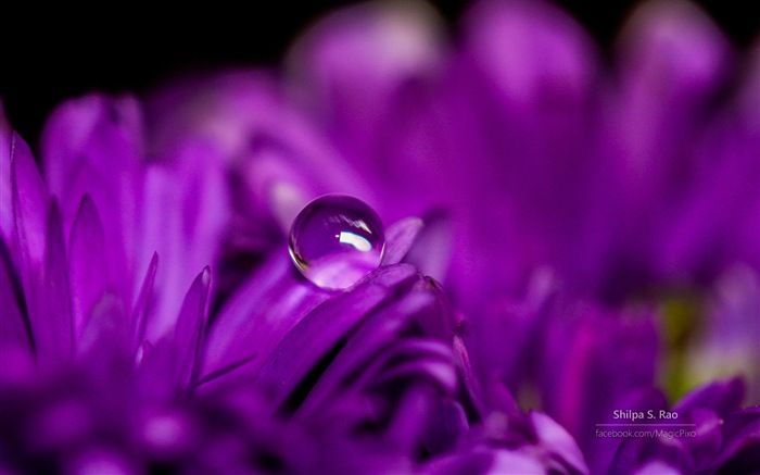 Flowers with dew close-up, Windows 8 HD wallpaper #4