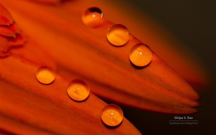 Flowers with dew close-up, Windows 8 HD wallpaper #9