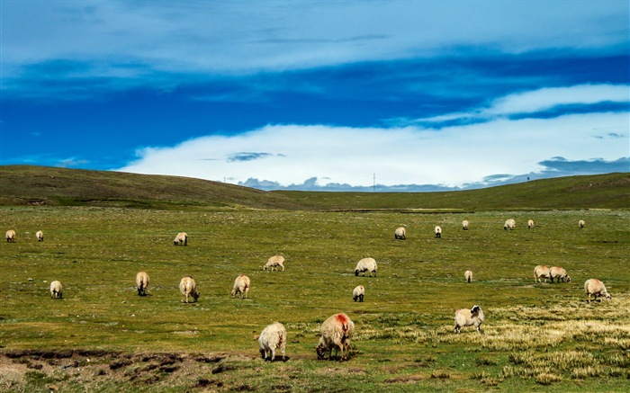 Plateau Qinghai beau fond d'écran de paysage #17