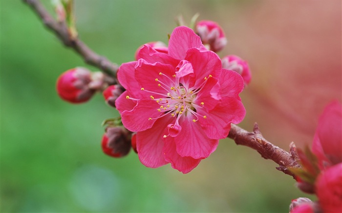 Růžové broskev květiny HD tapetu #10