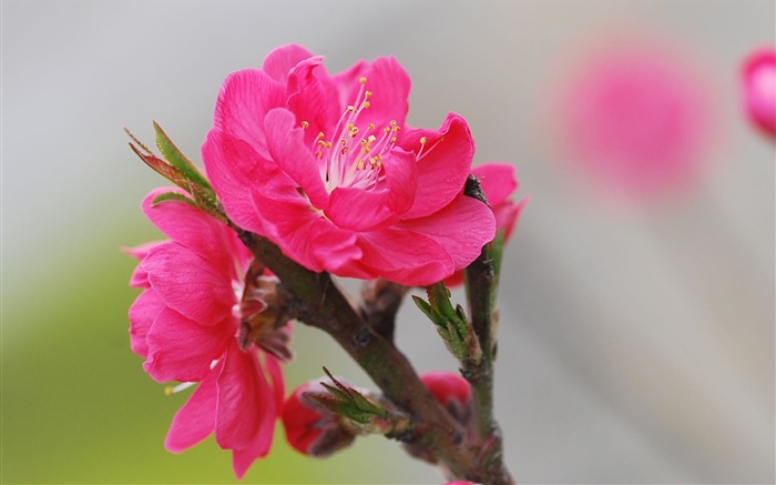 Flores de color rosa melocotón fondo de pantalla HD #12