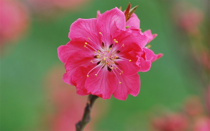 Flores de color rosa melocotón fondo de pantalla HD #17