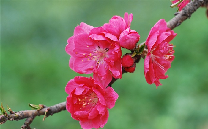 Розовый персик цветы обои #20