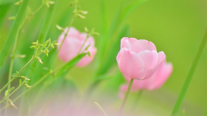 헷갈리는 아름다운 꽃의 HD 벽지 #4