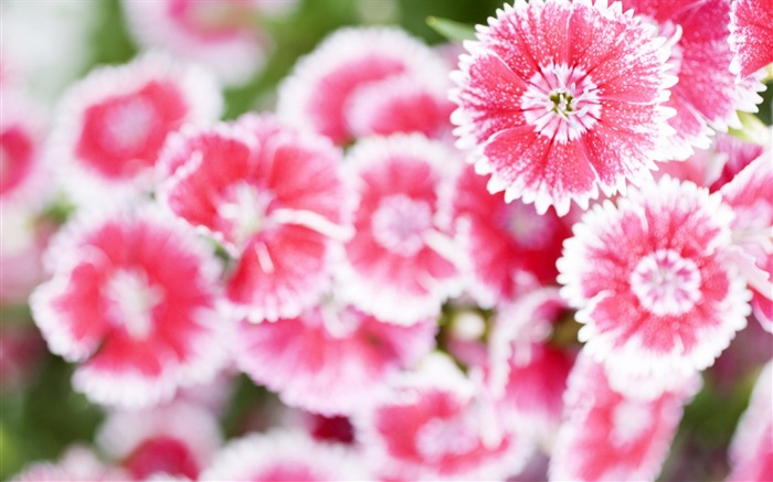Hazy hermosas flores fondos de escritorio de alta definición #12